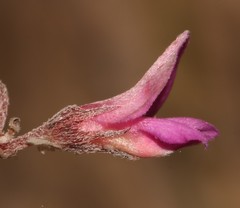 Indigofera sp19a