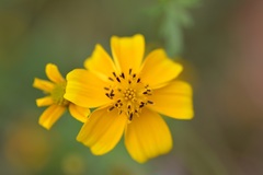 Bidens ballsii
