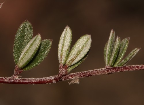 Image of Indigofera swartbergensis by (c) Brian du Preez, some rights reserved (CC BY-SA)