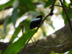 Chiroxiphia linearis