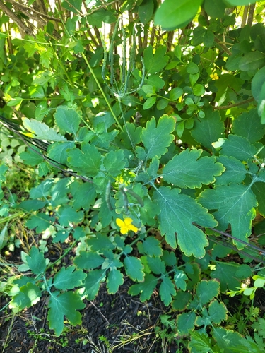 Greater celandine