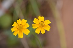 Bidens ballsii