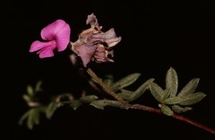 Indigofera sp19a