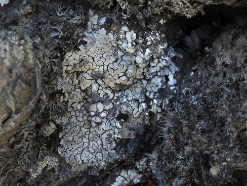 Lobothallia alphoplaca