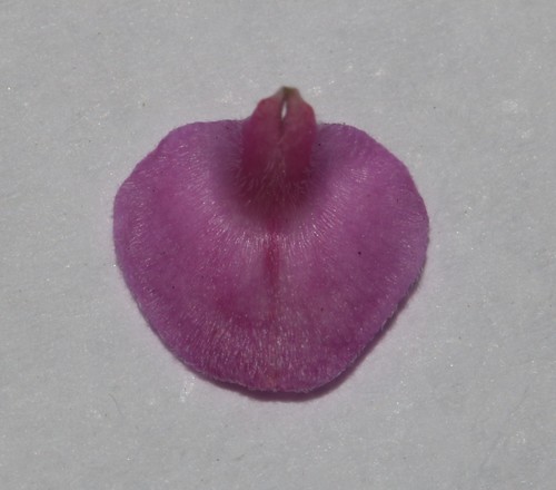 Image of Indigofera swartbergensis by (c) Brian du Preez, some rights reserved (CC BY-SA)