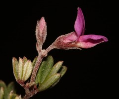 Indigofera sp19a