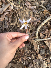Erythronium albidum