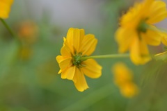 Bidens ballsii