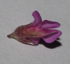 Indigofera sp19a