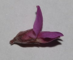 Indigofera sp19a