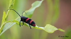 Ceroplesis orientalis