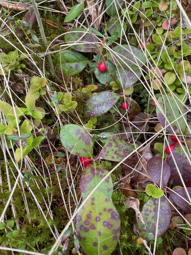 Eastern Teaberry