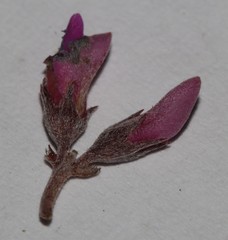 Indigofera sp19a