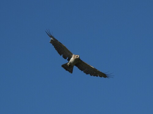 Short-toed Snake-Eagle