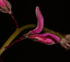 Indigofera sp19b