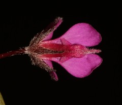 Indigofera sp19b