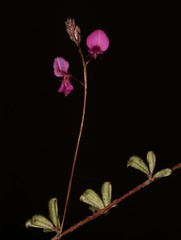 Indigofera sp19b