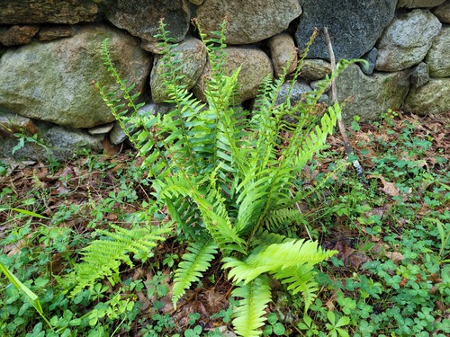 Christmas fern