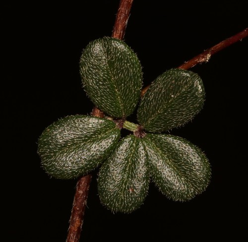 Image of Indigofera outeniquensis by (c) Brian du Preez, some rights reserved (CC BY-SA)