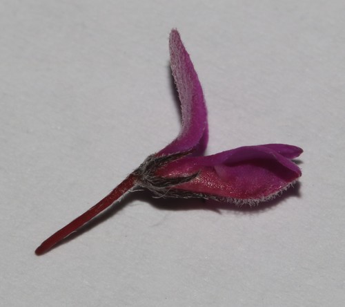 Image of Indigofera outeniquensis by (c) Brian du Preez, some rights reserved (CC BY-SA)