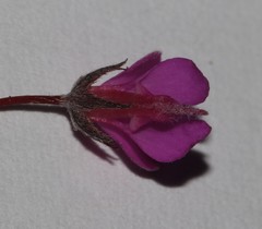 Indigofera sp19b