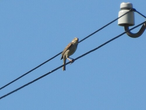 Corn Bunting