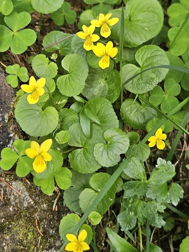 Twoflower Violet