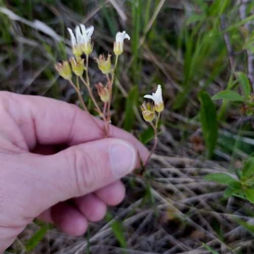 Meadow Saxifrage