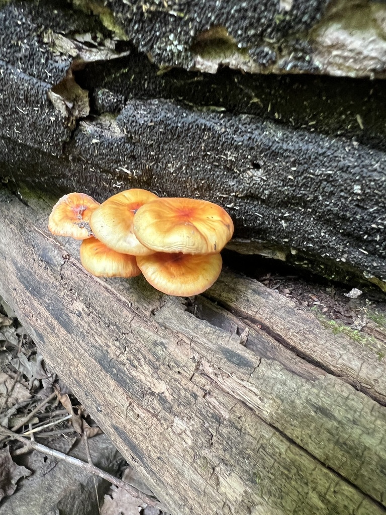 orange mycena · May 2026 · photo: Photo: (c) Spencer Bierman, some rights reserved (CC BY) · iNaturalist