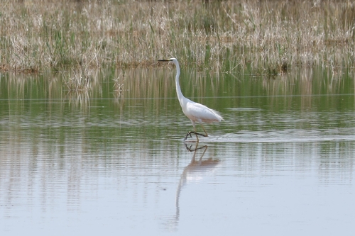 Great Egret