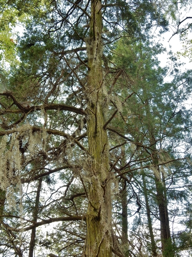 Atlantic White Cedar