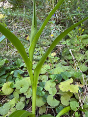 (c) Rob Felix, some rights reserved (CC BY) Dactylorhiza foliosa, photograph (c) Rob Felix, some rights reserved (CC BY)