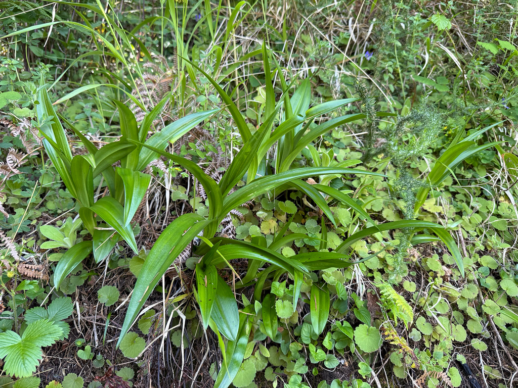 Dactylorhiza foliosa; photograph (c) Rob Felix, some rights reserved (CC BY)