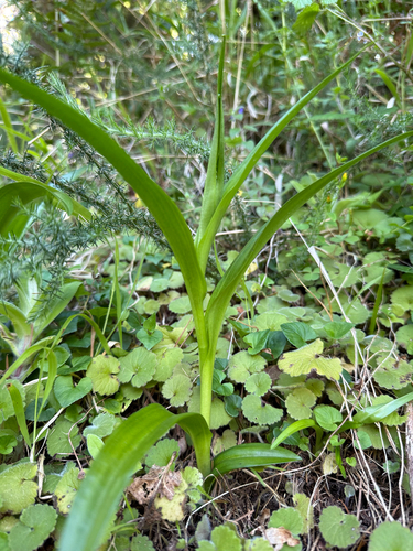 Dactylorhiza foliosa, photograph 6
