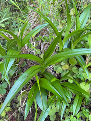 (c) Rob Felix, some rights reserved (CC BY) Dactylorhiza foliosa, photograph (c) Rob Felix, some rights reserved (CC BY)