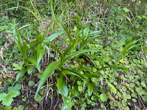 Dactylorhiza foliosa, photograph 4