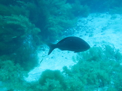 Cephalopholis colonus