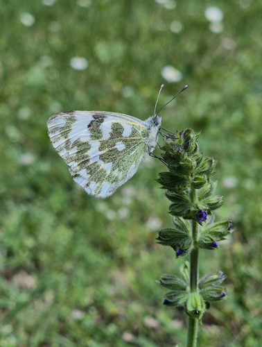 Eastern Bath White