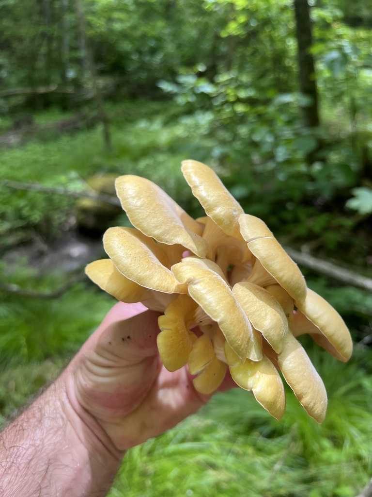 Golden Oyster Mushroom · May 2026 · photo: Photo: (c) Spencer Bierman, some rights reserved (CC BY) · iNaturalist
