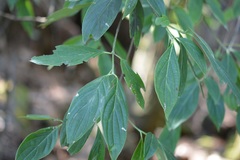 Cornus disciflora