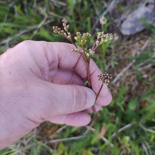 Dropwort