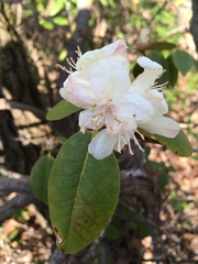 Rhododendron carolinianum