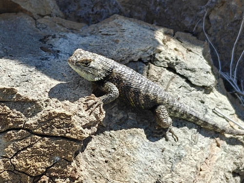 iNaturalist observation photo of Desert Spiny Lizard