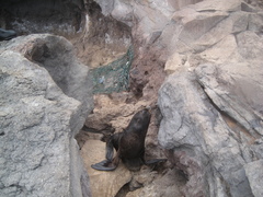 Arctocephalus townsendi