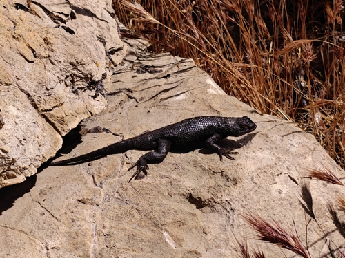iNaturalist observation photo of Western Fence Lizard