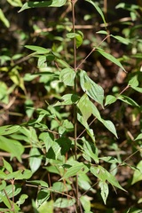 Cornus excelsa