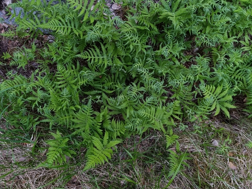 long beech fern
