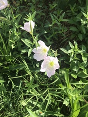 Oenothera speciosa