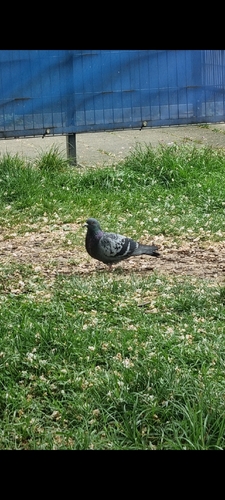 Rock Pigeon