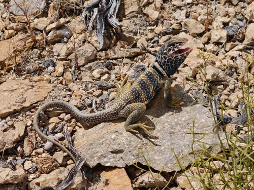 iNaturalist observation photo of Desert Collared Lizard